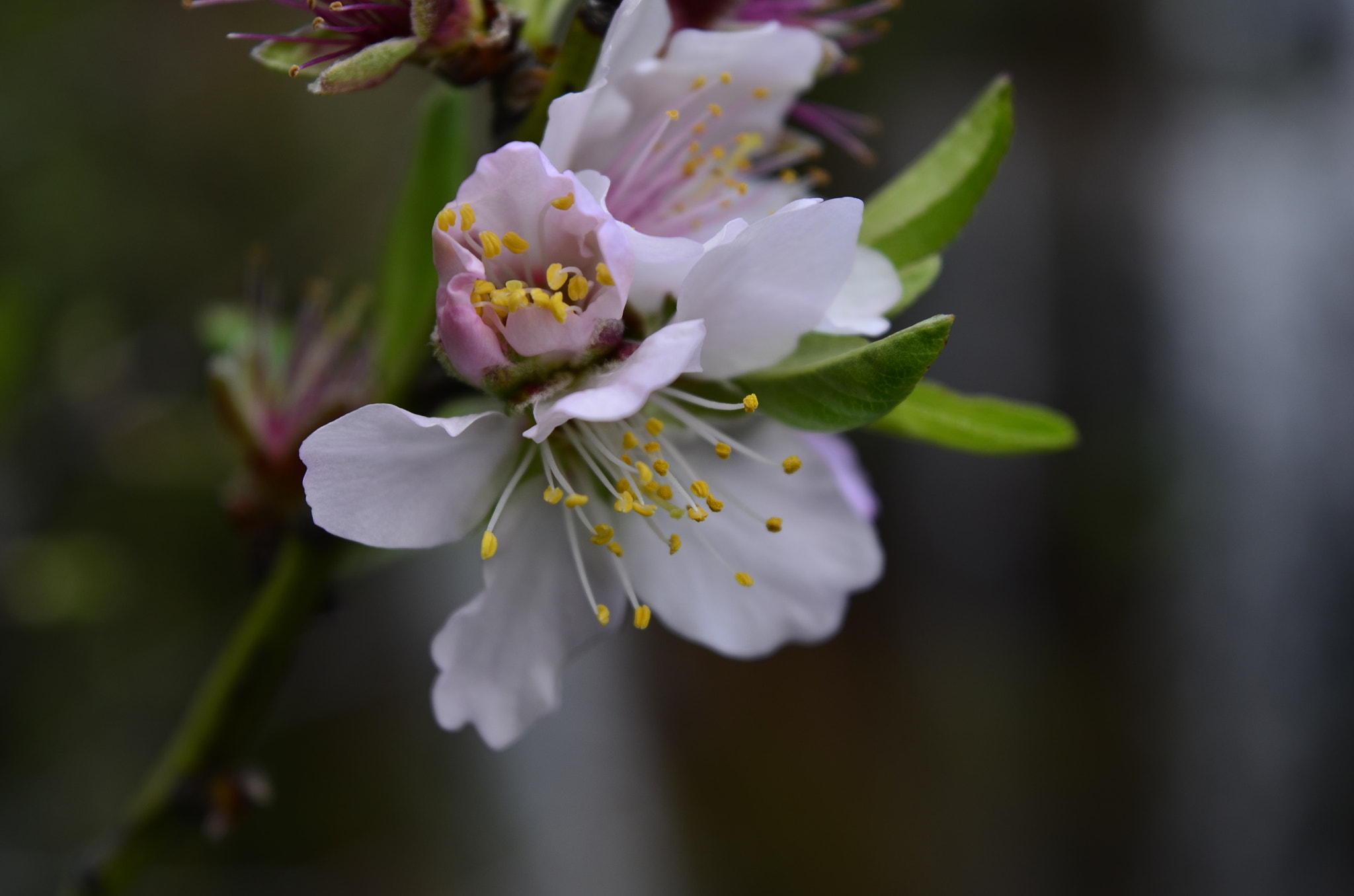 Nikon D5100 sample photo. Maravillas photography