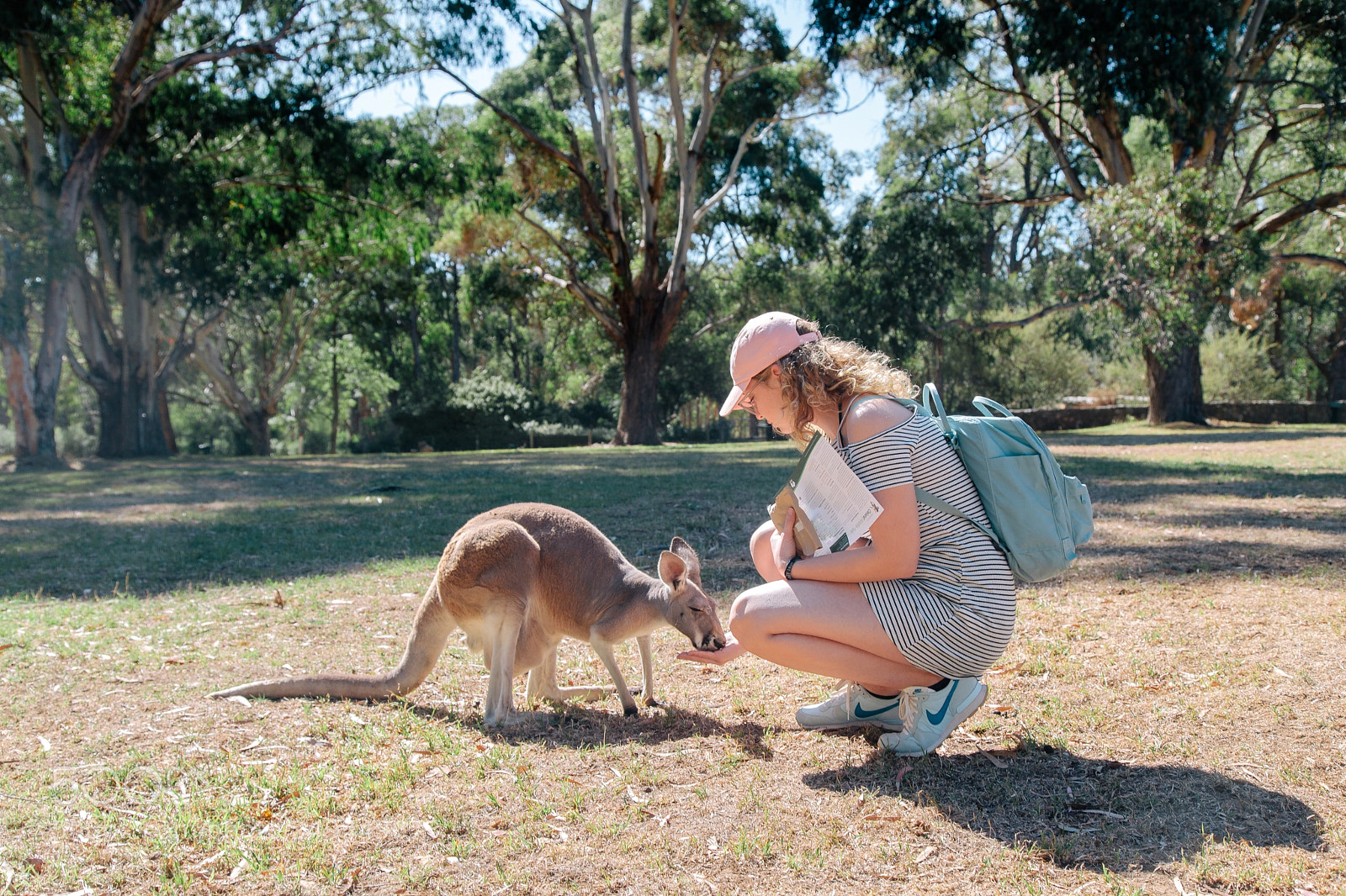 Canon EOS 6D Mark II sample photo. Kangaroo photography