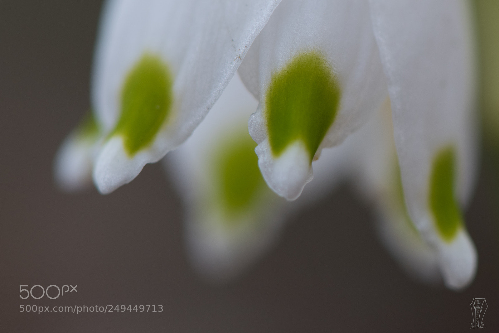 Nikon D810 sample photo. Snowflake photography