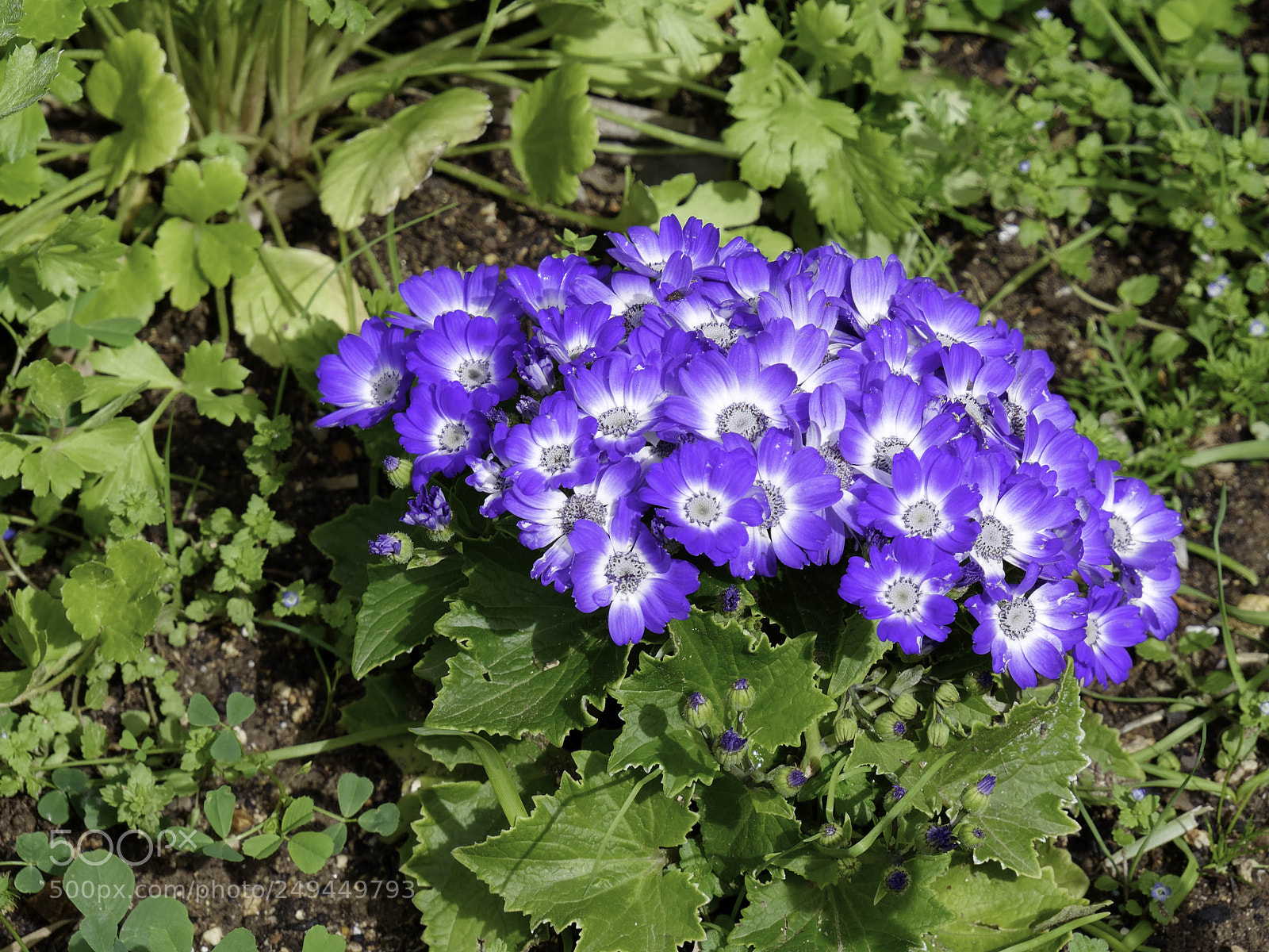 Panasonic Lumix DMC-GX8 sample photo. Blue cineraria flowers in photography