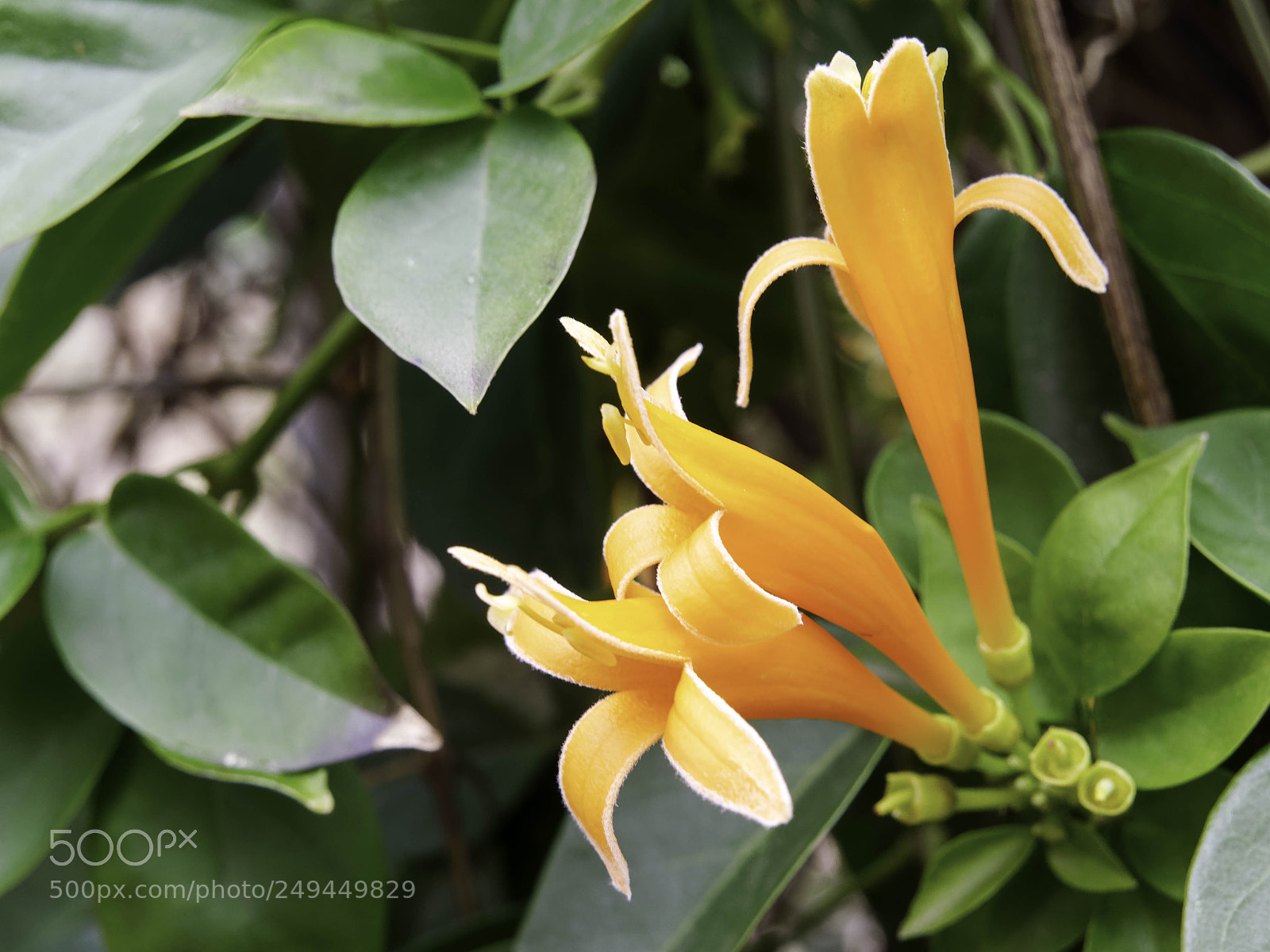 Panasonic Lumix DMC-GX8 sample photo. Flame vine with orange photography