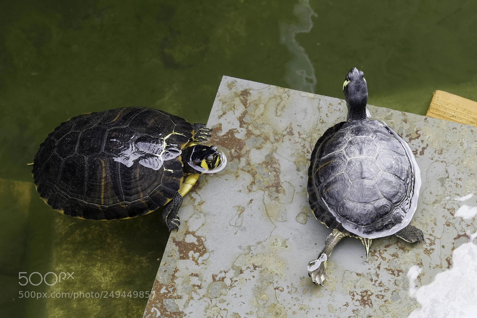 Panasonic Lumix DMC-GX8 sample photo. Terrapins in the moat photography