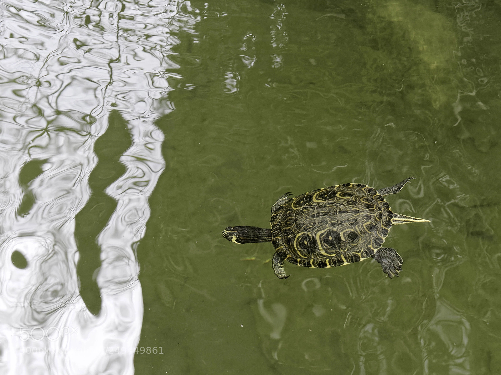 Panasonic Lumix DMC-GX8 sample photo. Terrapin in the moat photography