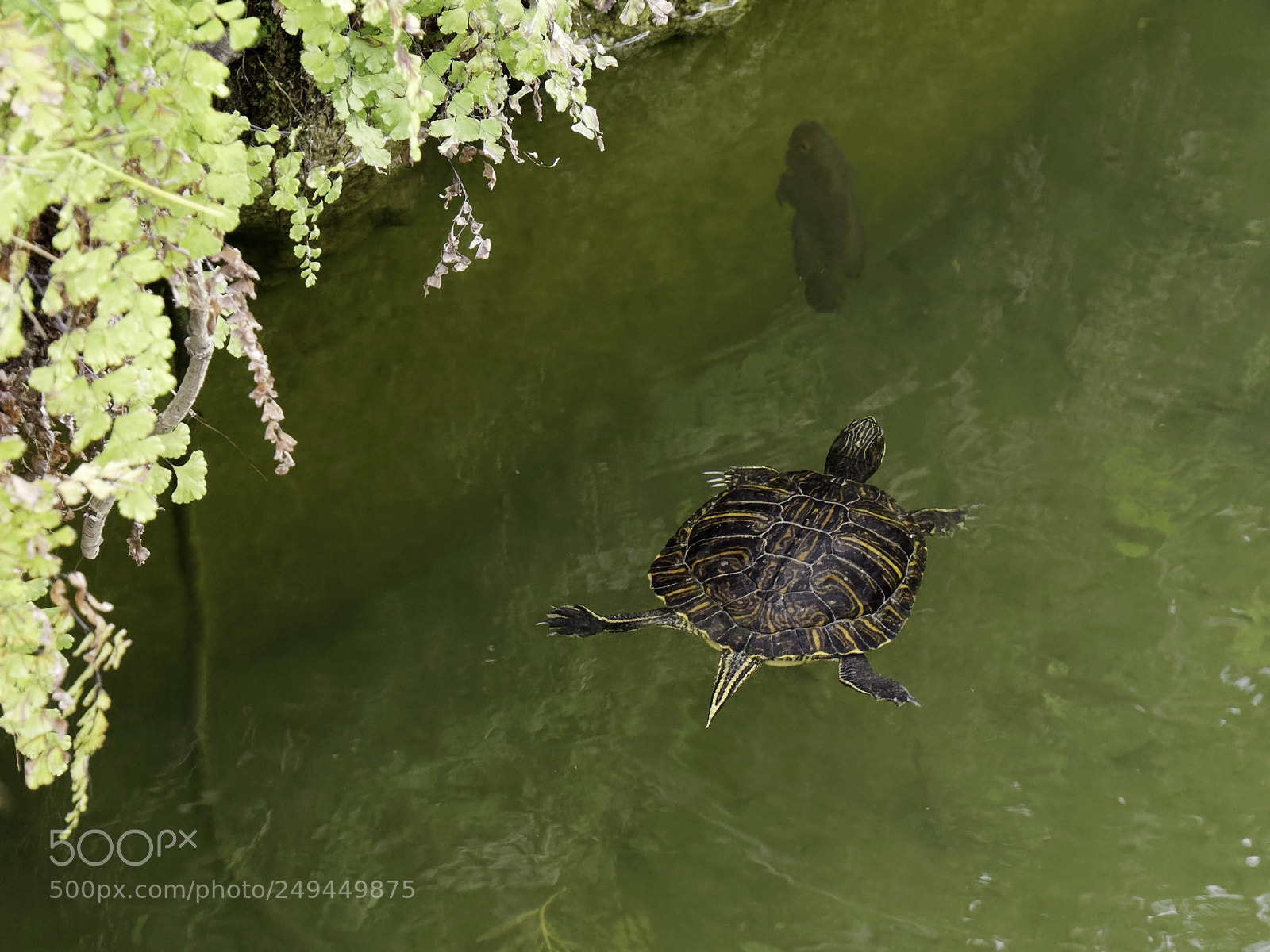 Panasonic Lumix DMC-GX8 sample photo. Terrapin in the moat photography