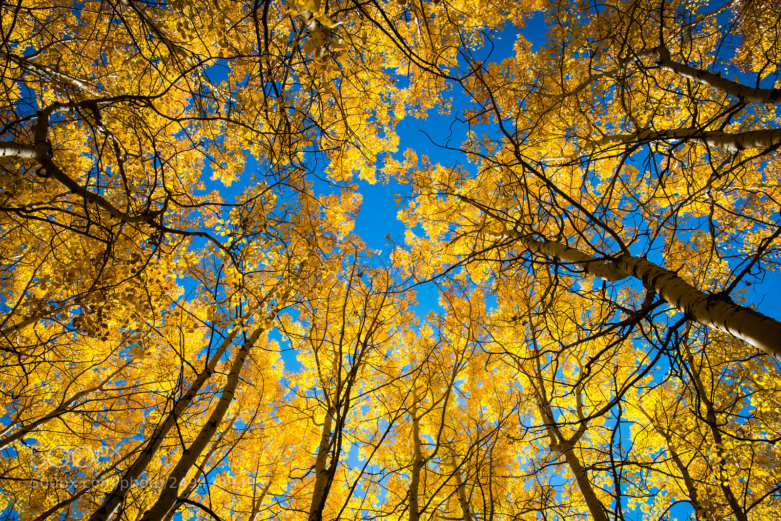 Nikon D810 sample photo. Fall colors teton np photography