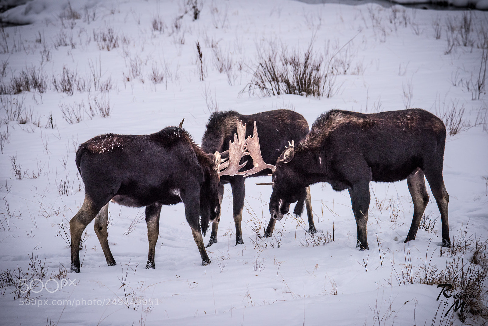 Nikon D810 sample photo. Moose ynpreflections of montana photography