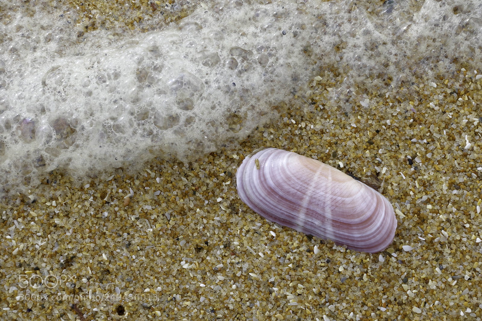 Sony Cyber-shot DSC-RX100 III sample photo. Pink shell on the photography