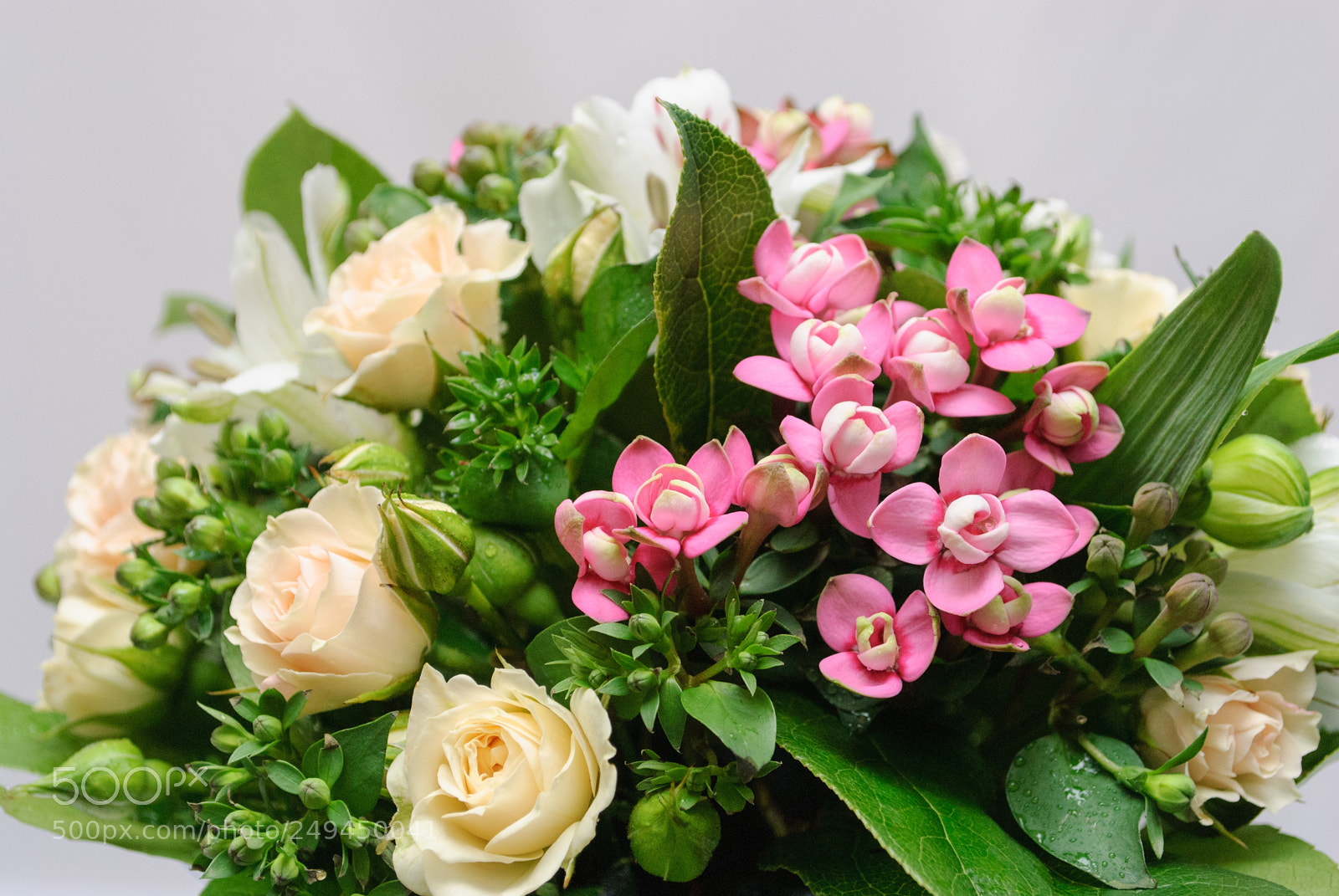 Nikon D3000 sample photo. Close up of greeting photography