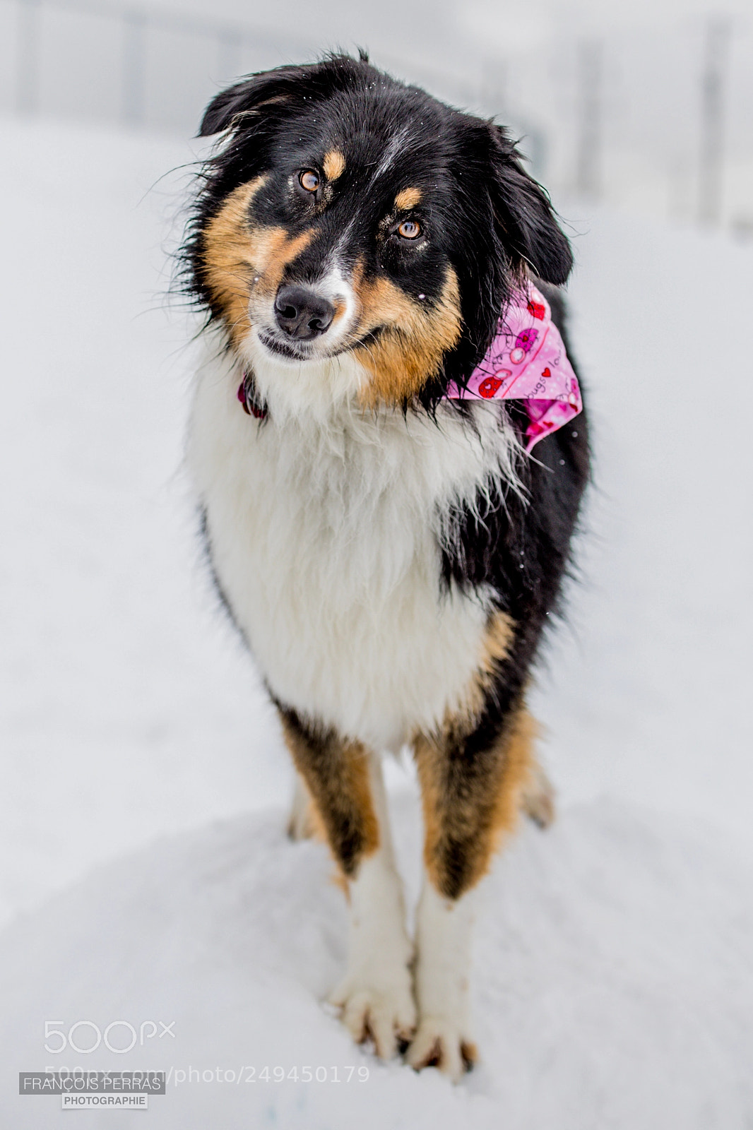 Canon EOS 5D Mark IV sample photo. Dogfie photography