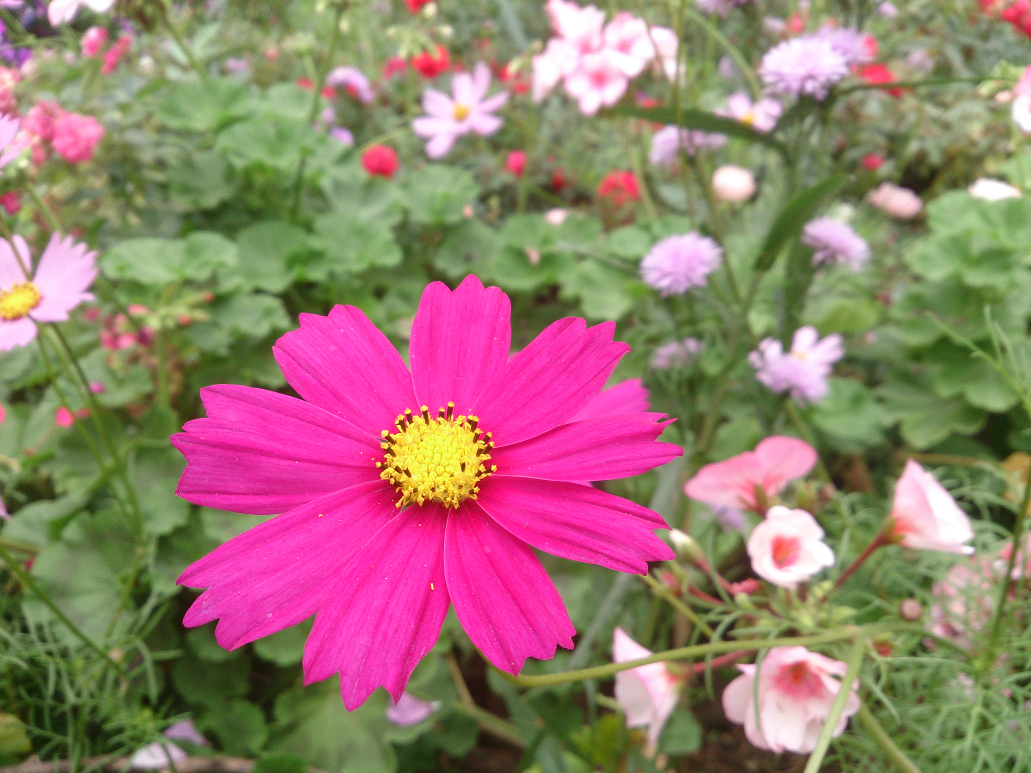Sony Xperia Z sample photo. Daisy pink. chiang mia thai photography