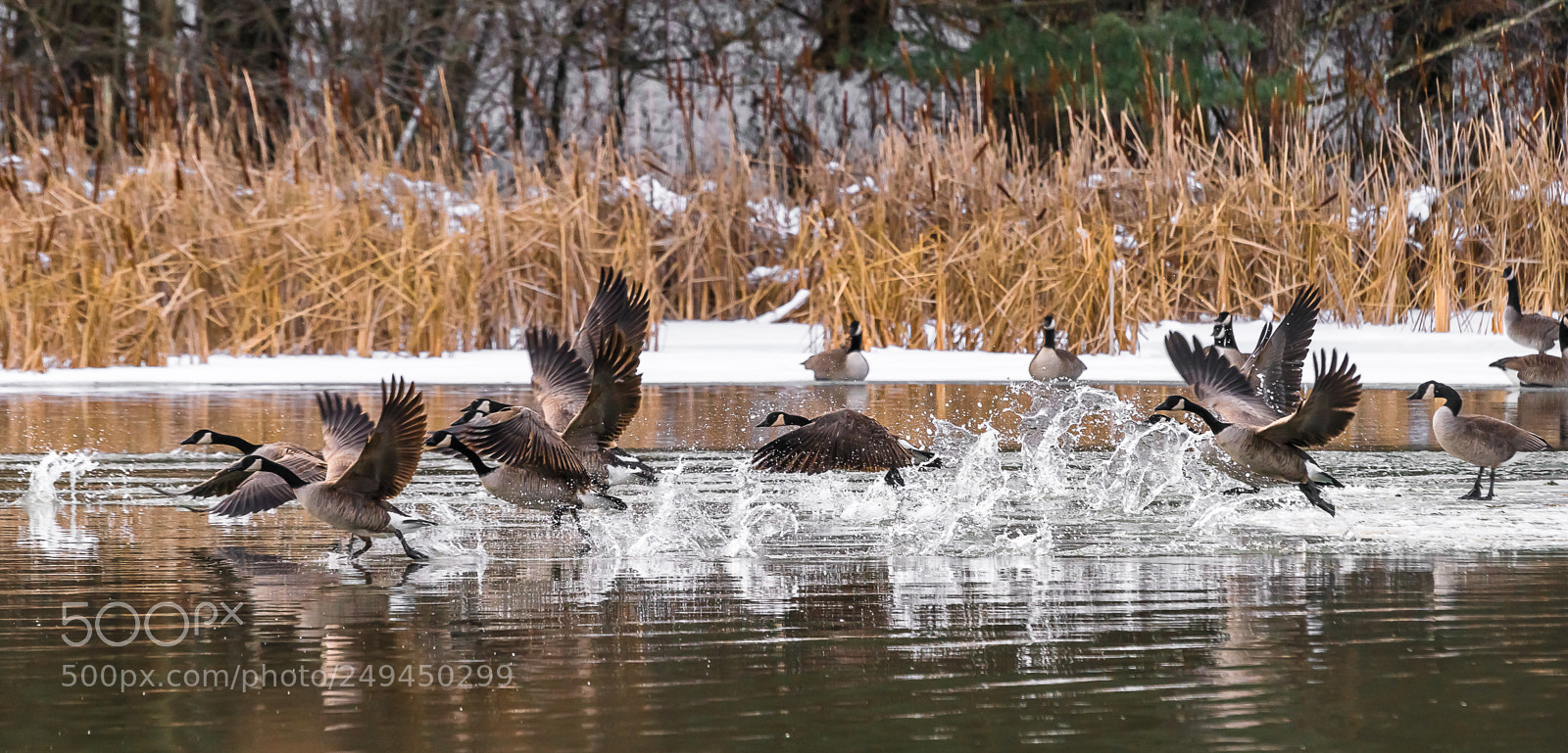 Sony a99 II sample photo. Geese on the pond photography