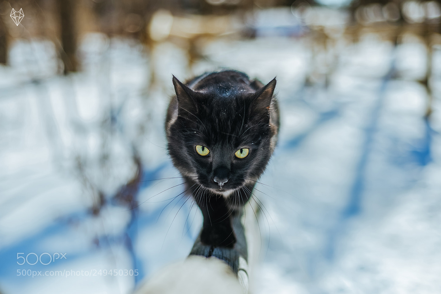 Nikon D610 sample photo. Brave is his name photography