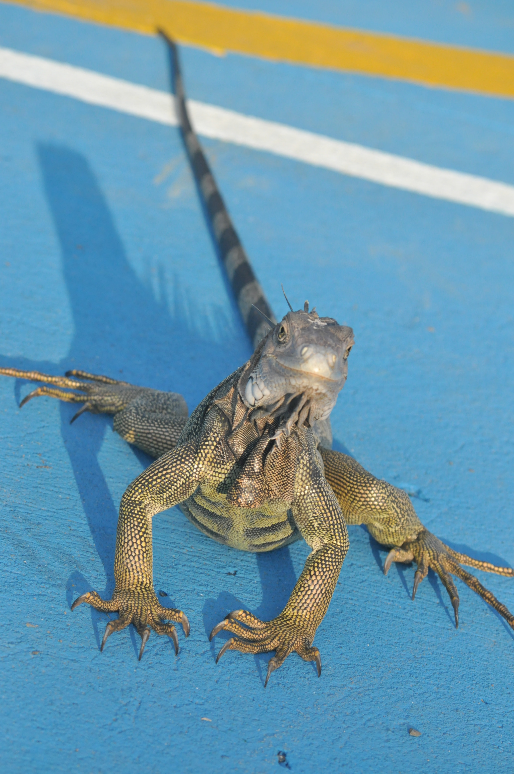 Nikon D5000 sample photo