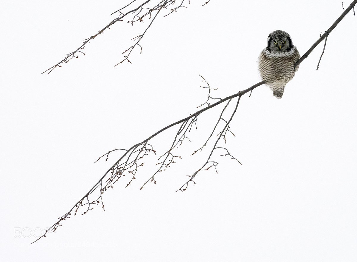 Olympus OM-D E-M1 Mark II sample photo. Northern hawk owl photography