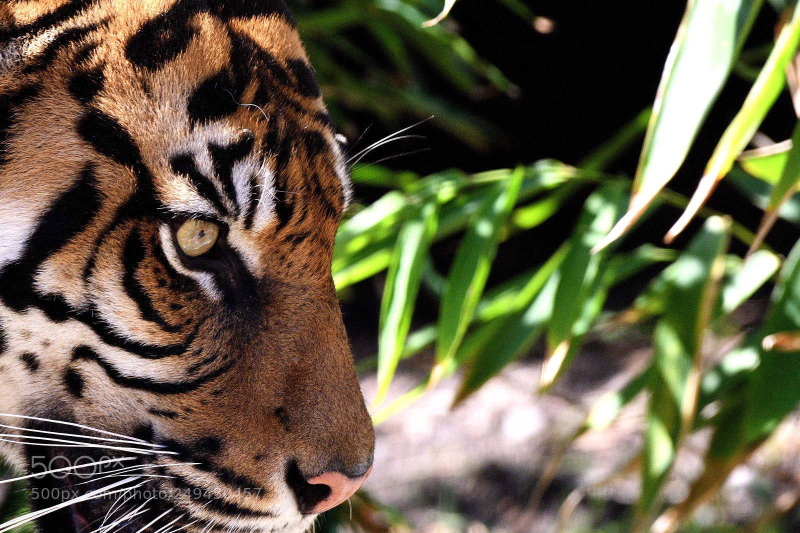 Nikon D500 sample photo. Sumatran tiger staring ahead photography