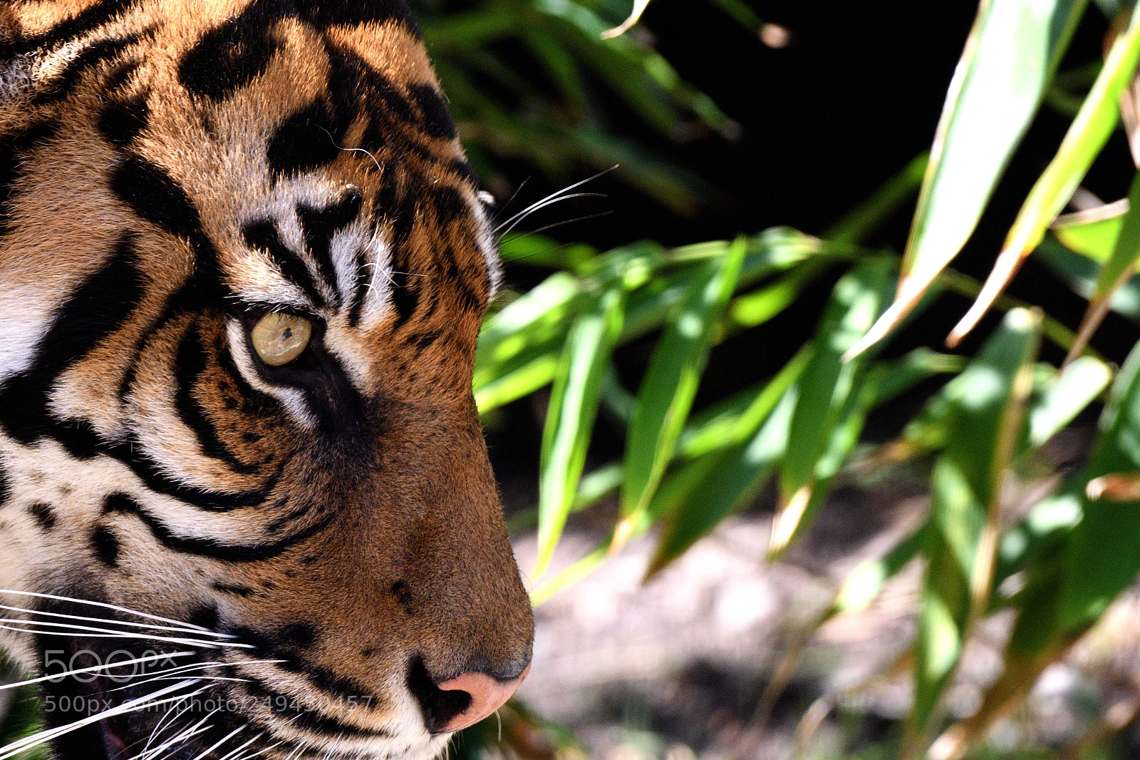 Nikon AF-S Nikkor 200-500mm F5.6E ED VR sample photo. Sumatran tiger staring ahead photography