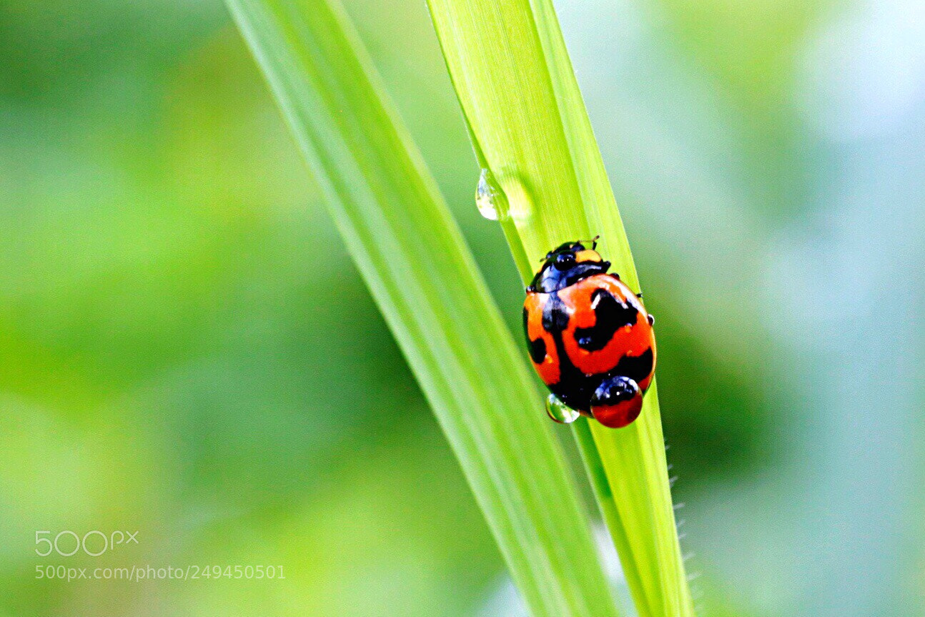 Canon EOS 80D sample photo. Ladybug with morning dew photography