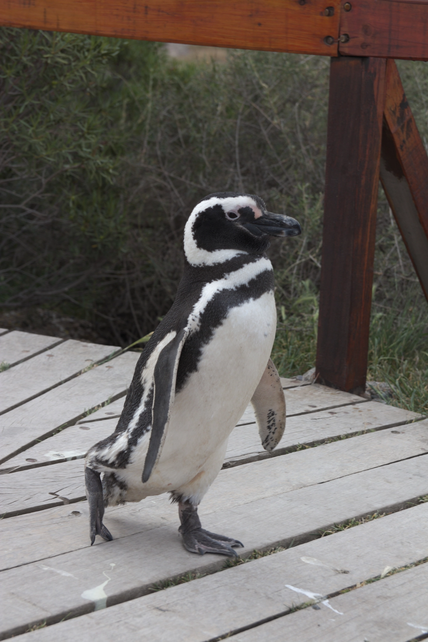 Canon EF-S 17-55mm F2.8 IS USM sample photo. Penguin walking photography