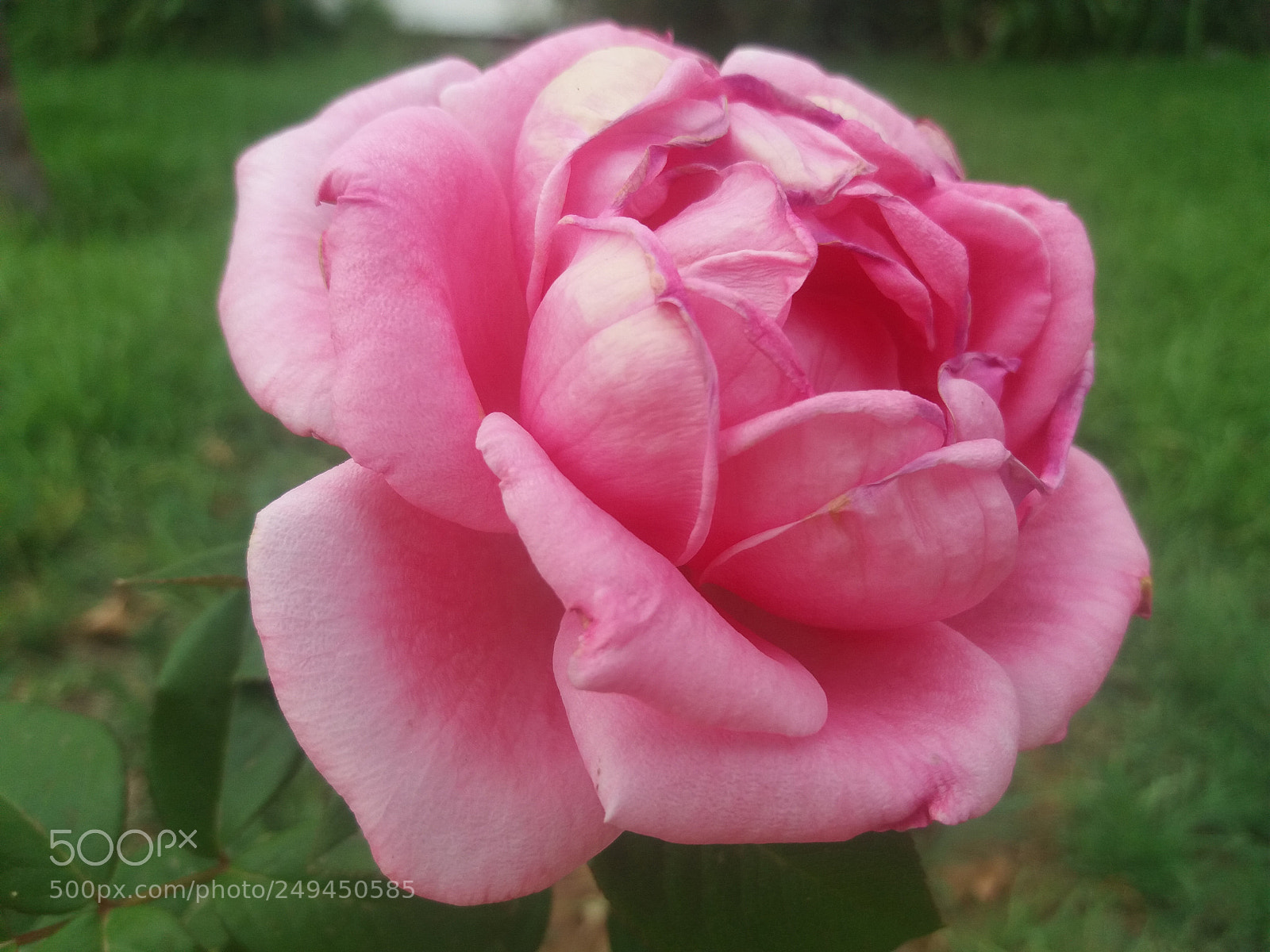 Samsung Galaxy J5(2016) sample photo. Untitled photography