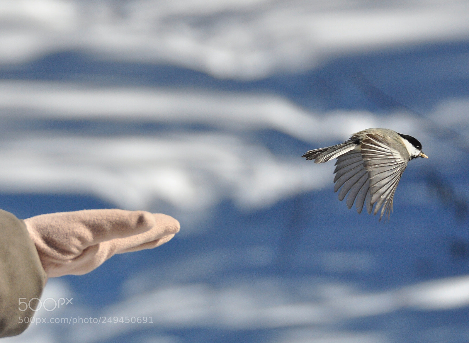 Nikon D90 sample photo. Wings photography