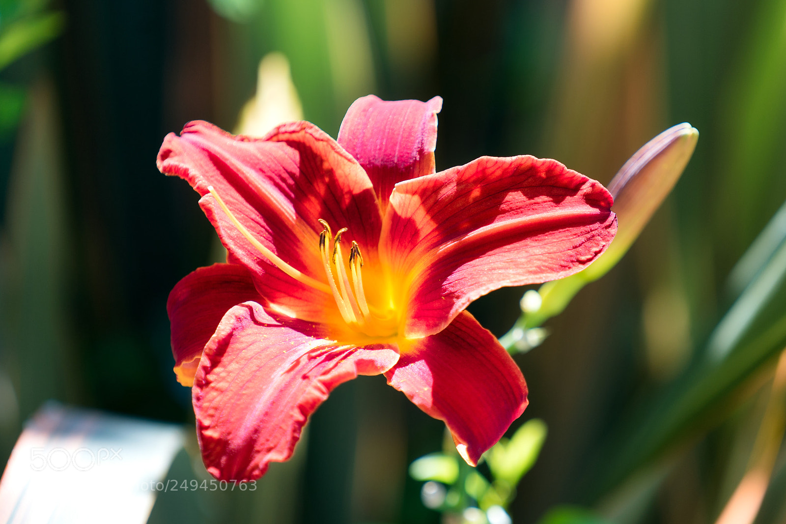 Sony a7S II sample photo. You'll see my smile photography