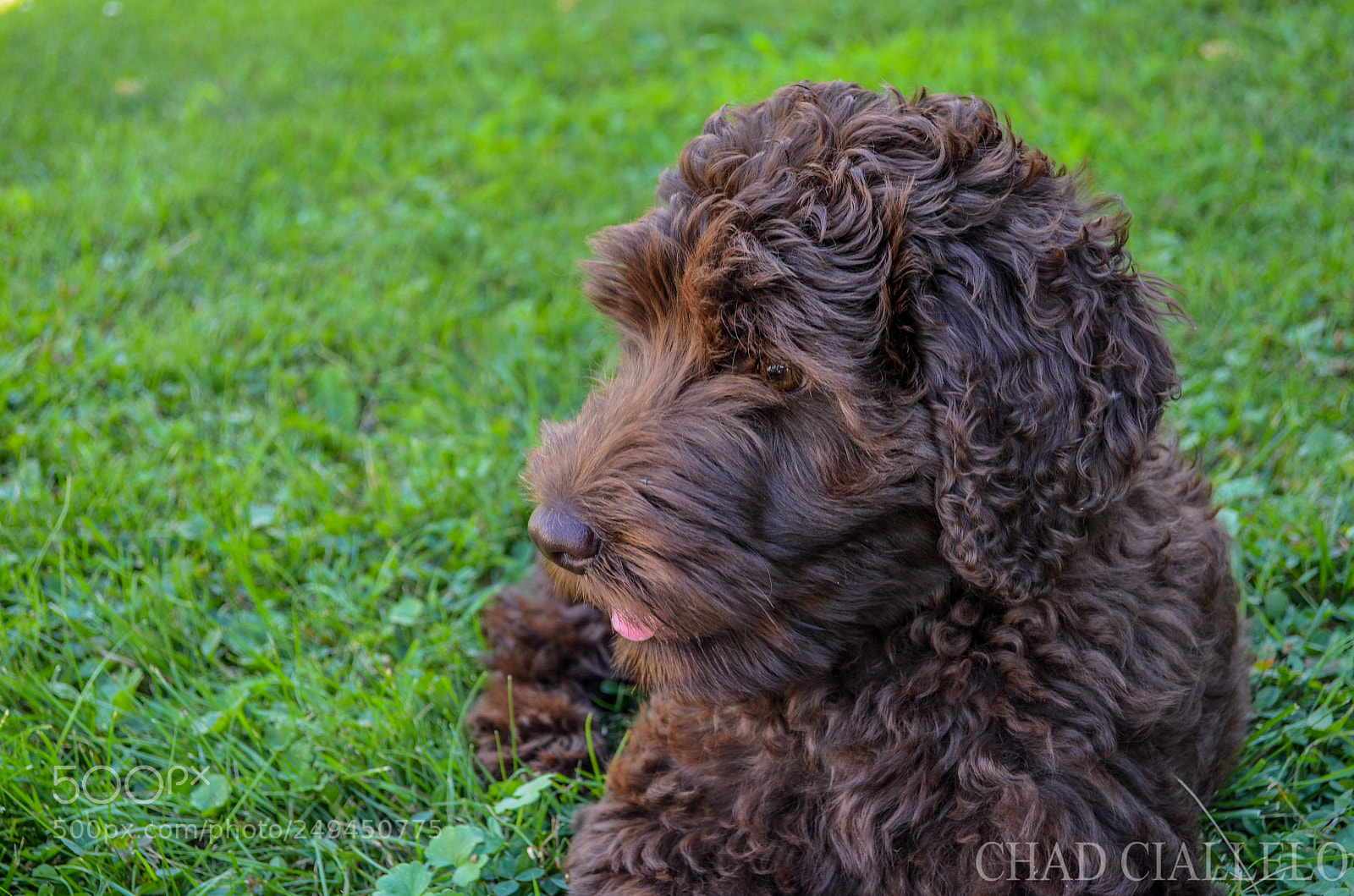 Nikon D5100 sample photo. Just relaxing photography
