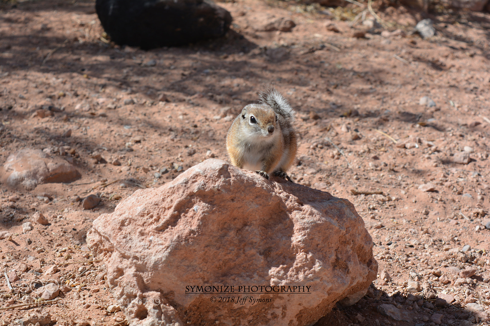Nikon D5200 sample photo. Antelope ground squirrel photography