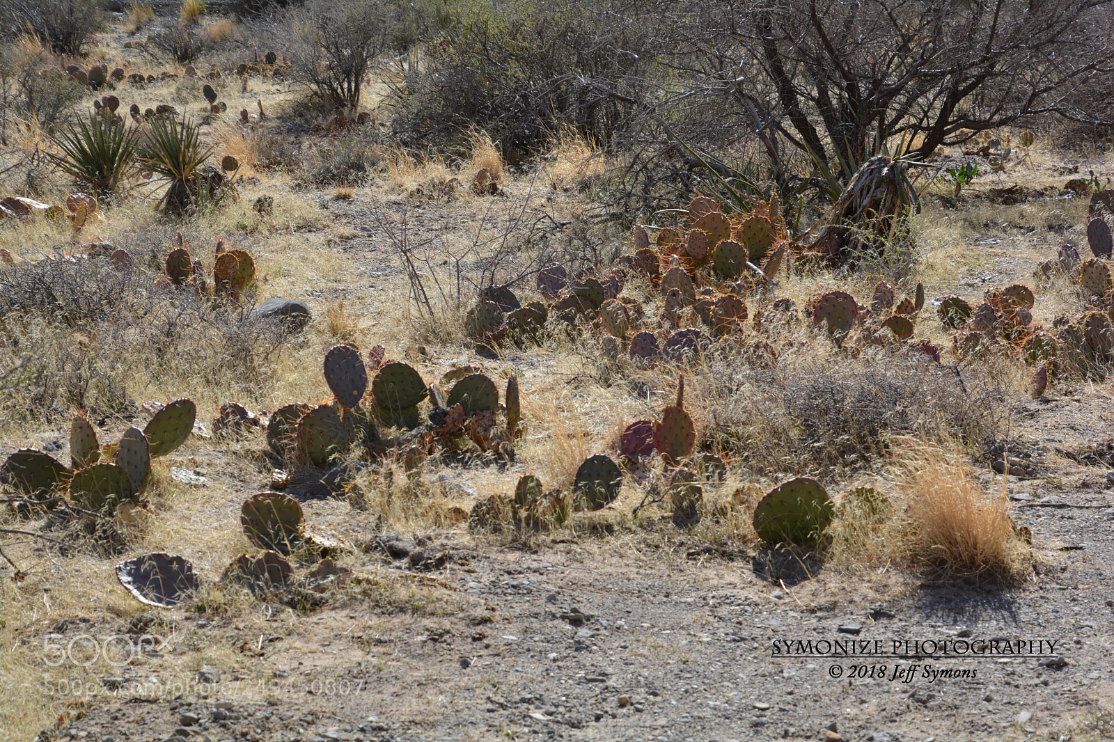 Nikon D5200 sample photo. Prickly pear cacti photography