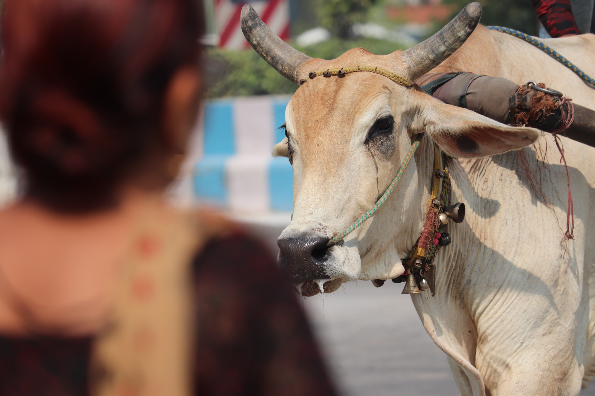 Canon EF-S 55-250mm F4-5.6 IS STM sample photo. I can feel the pain through the eyes.. let them be free..!! photography