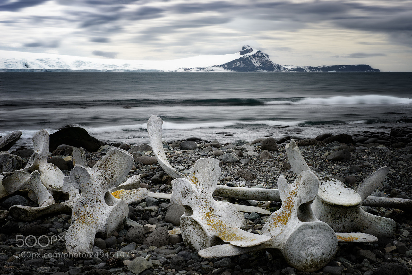 Nikon D800 sample photo. Whale skeleton photography