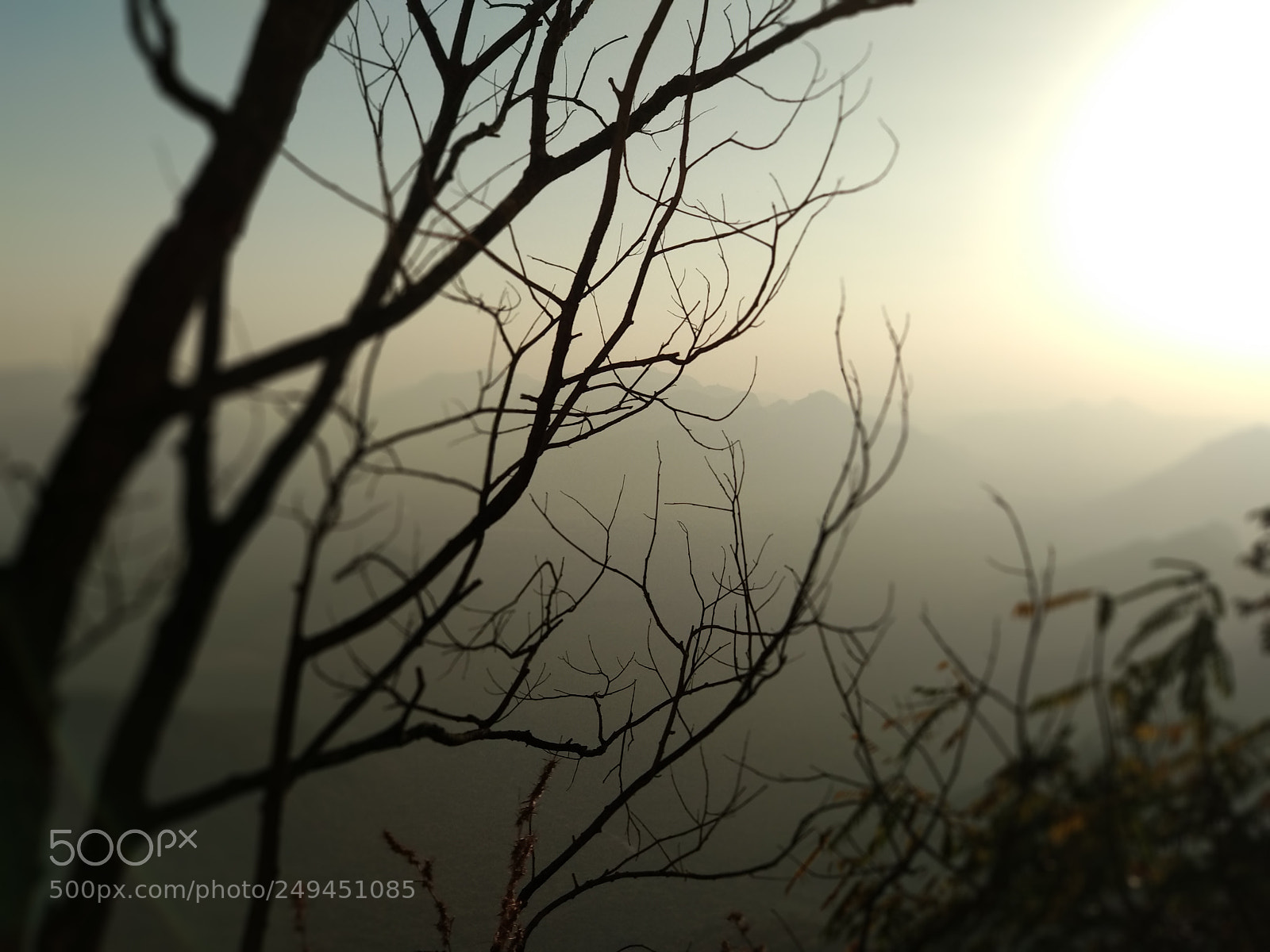 Xiaomi Mi A1 sample photo. Trees photography