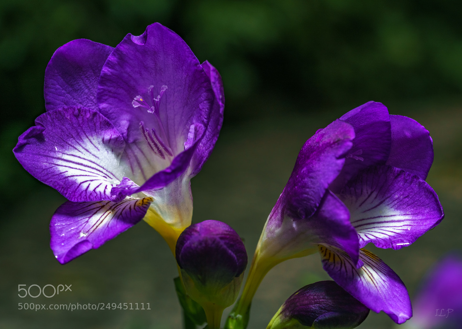Sony a7R III sample photo. Deep purple photography