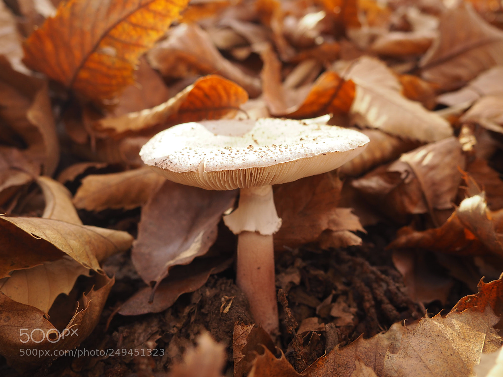 Olympus OM-D E-M10 II sample photo. Mushroom photography