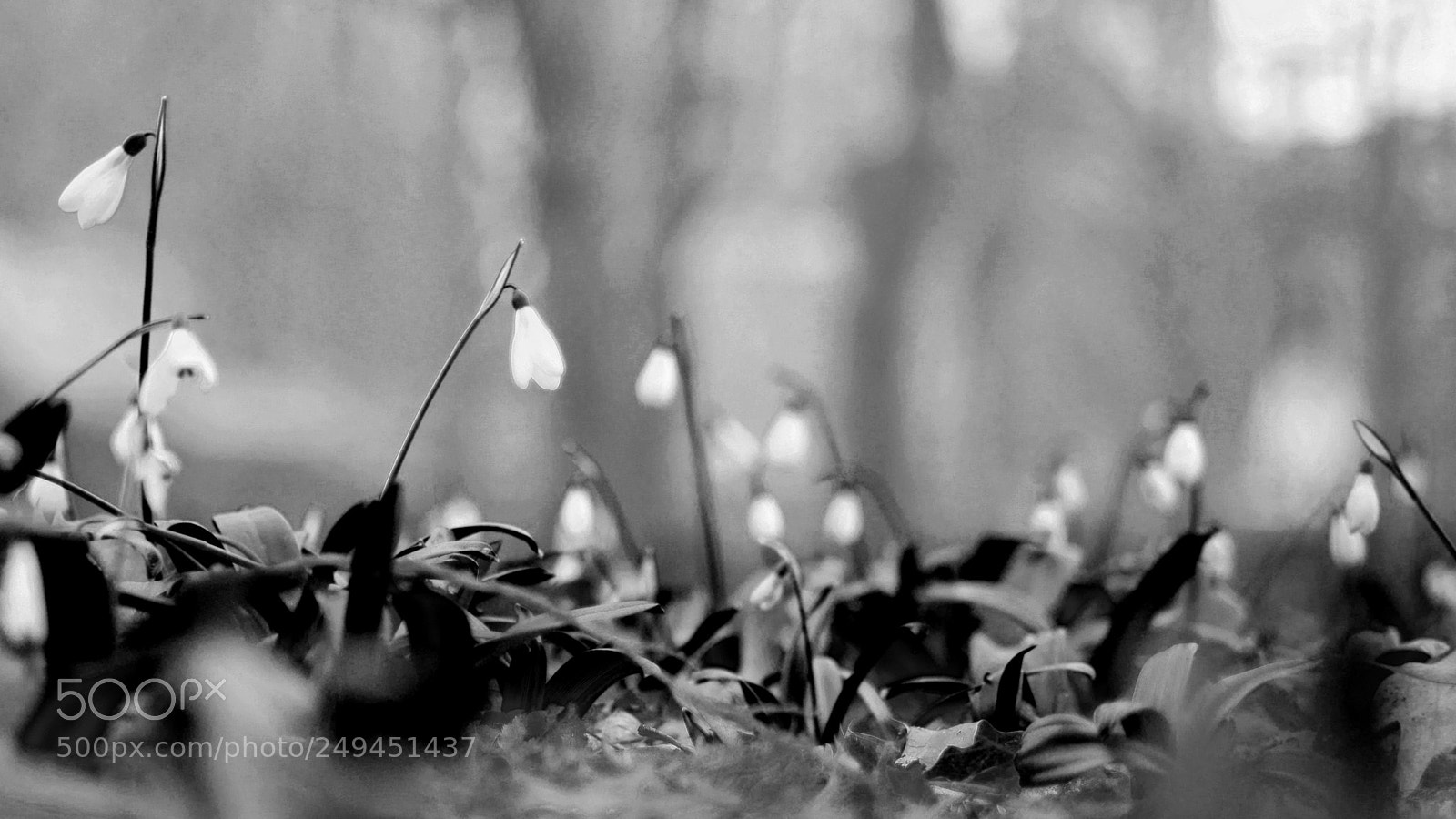 Panasonic Lumix DMC-GH3 sample photo. Snowdrops b&w photography
