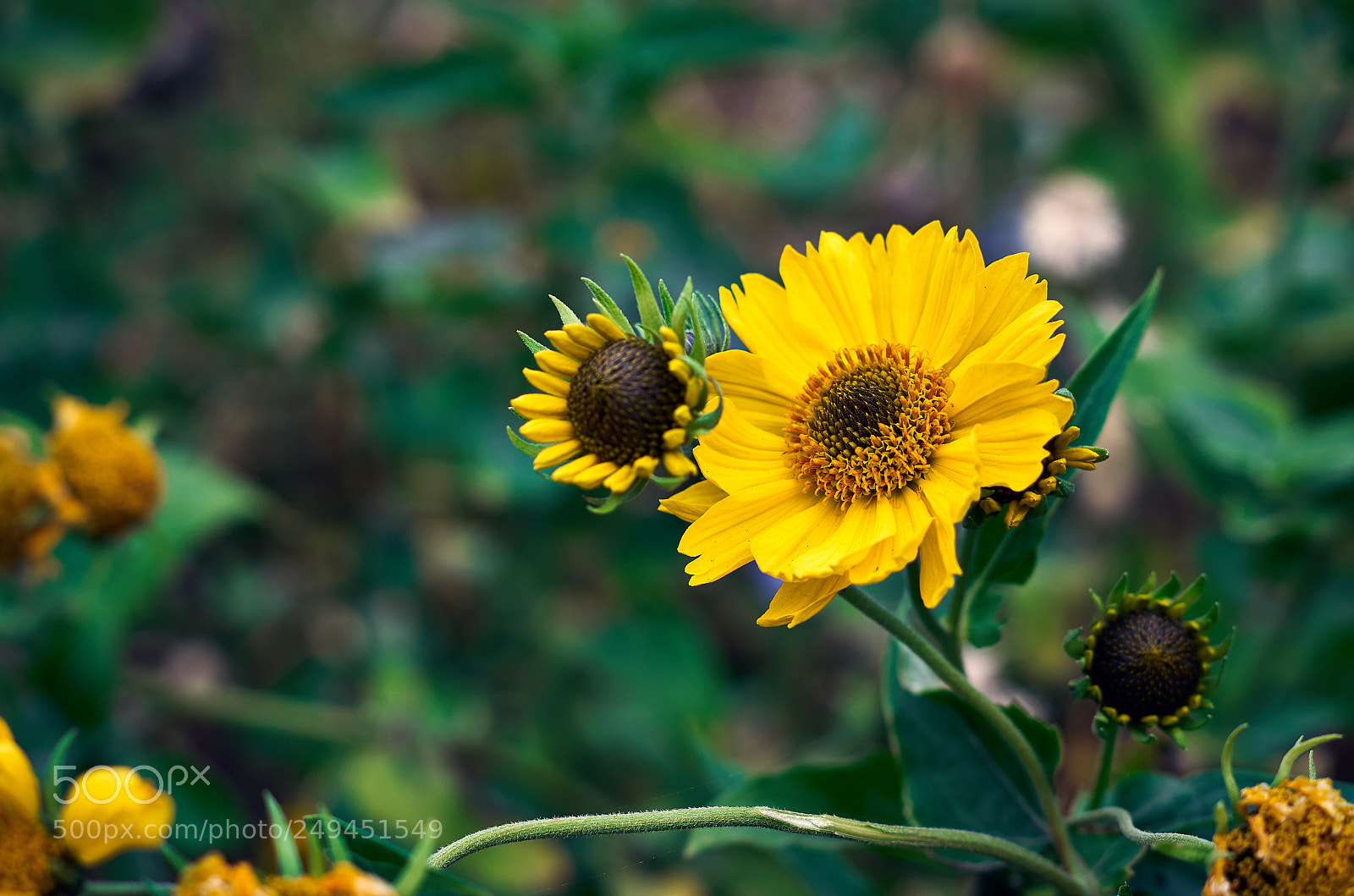 Pentax K-30 sample photo. Yellow flower photography