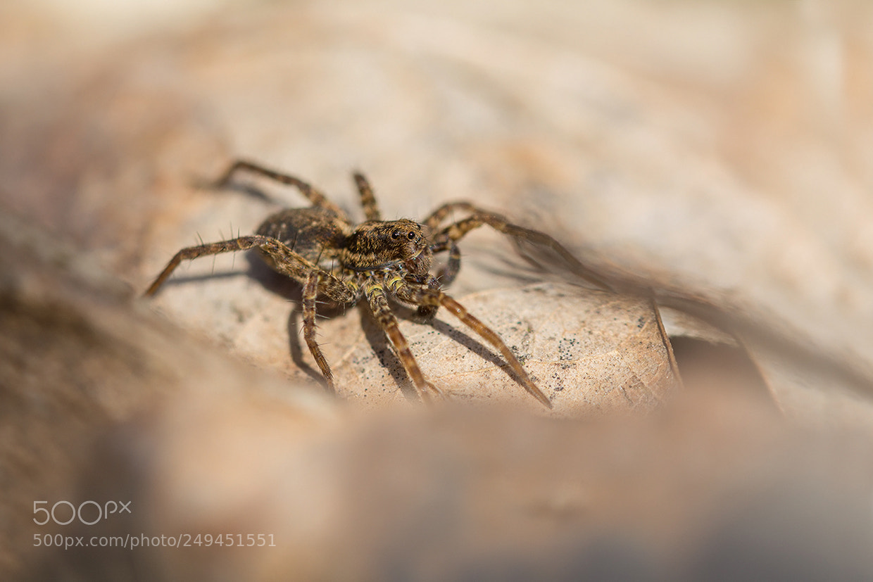 Nikon D5200 sample photo. Spider photography