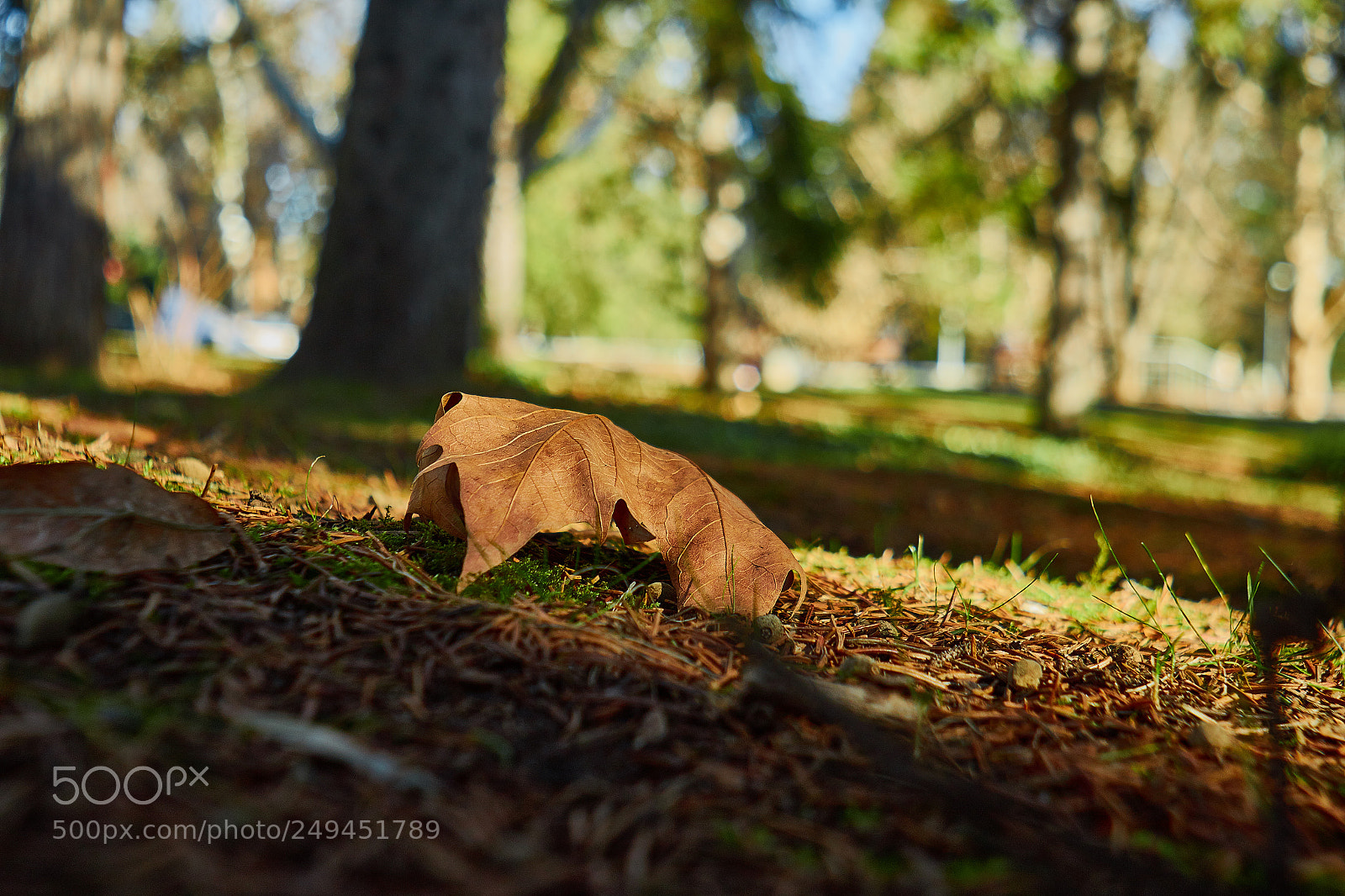 Canon EOS 70D sample photo. Autumn leaf photography