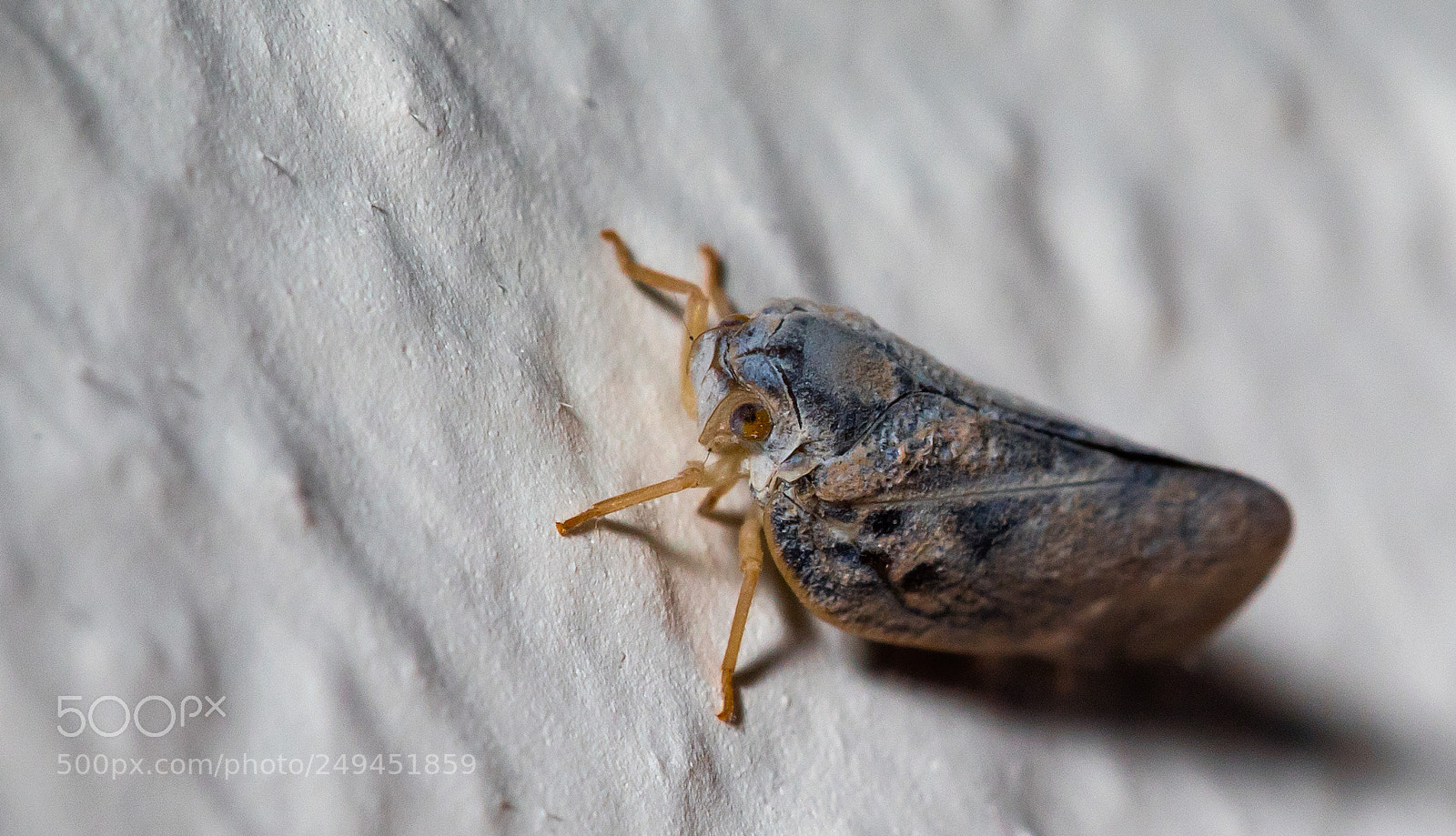 Canon EOS 5D Mark IV sample photo. Night visitor photography