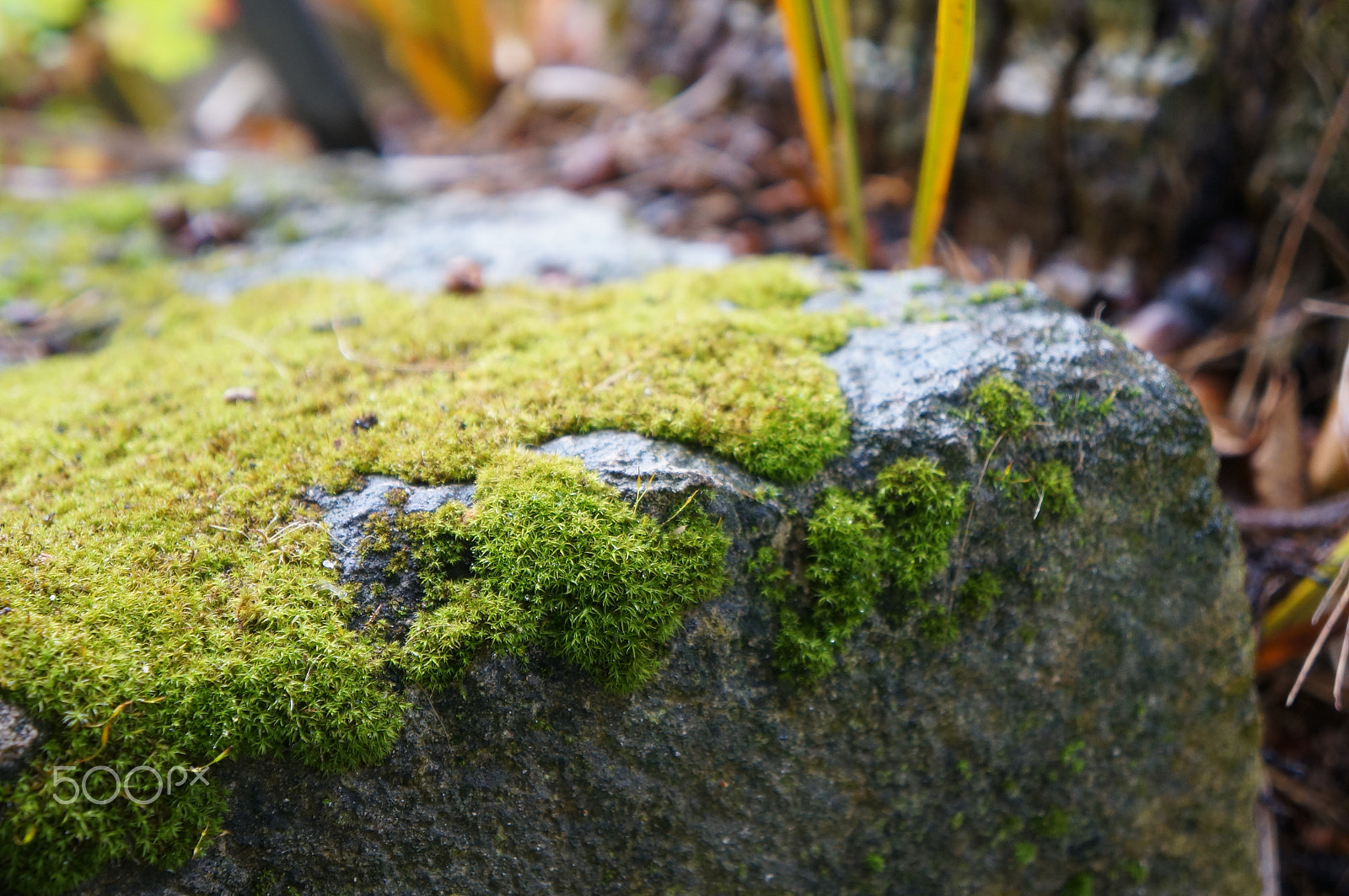Sony E 18-55mm F3.5-5.6 OSS sample photo. Moss and a rock : san francisco photography