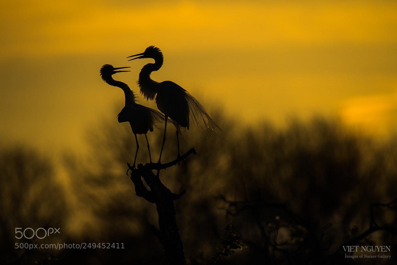 Nikon D5 sample photo. Great egrets sunrise photography