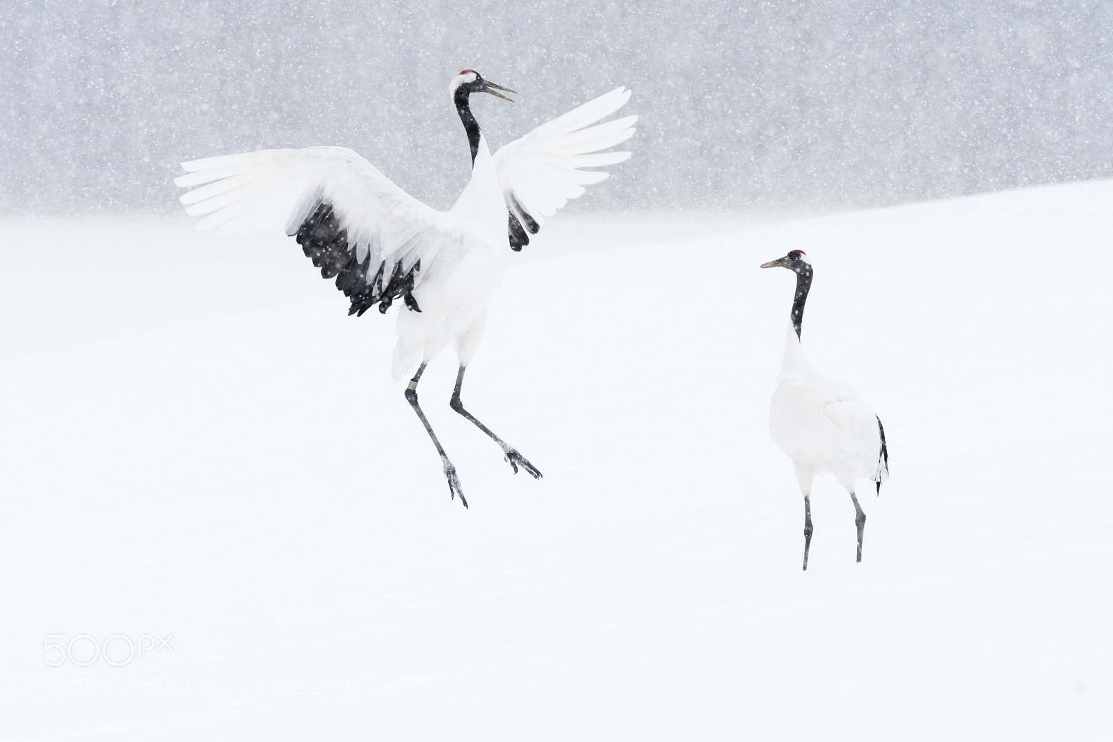 Nikon D500 sample photo. Jumping for joy photography