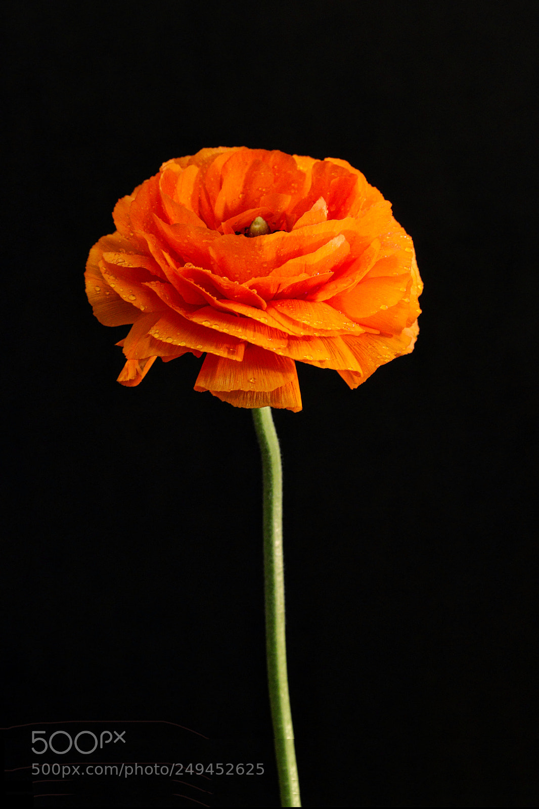 Canon EOS 77D (EOS 9000D / EOS 770D) sample photo. Standing tall photography