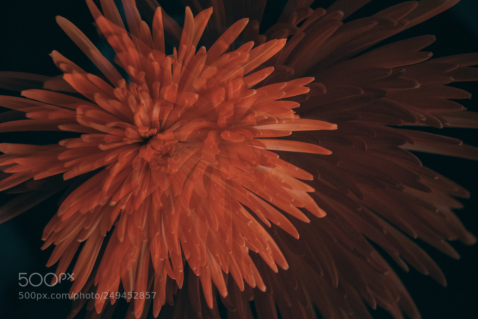 Fujifilm X-T1 sample photo. Double burst. photography