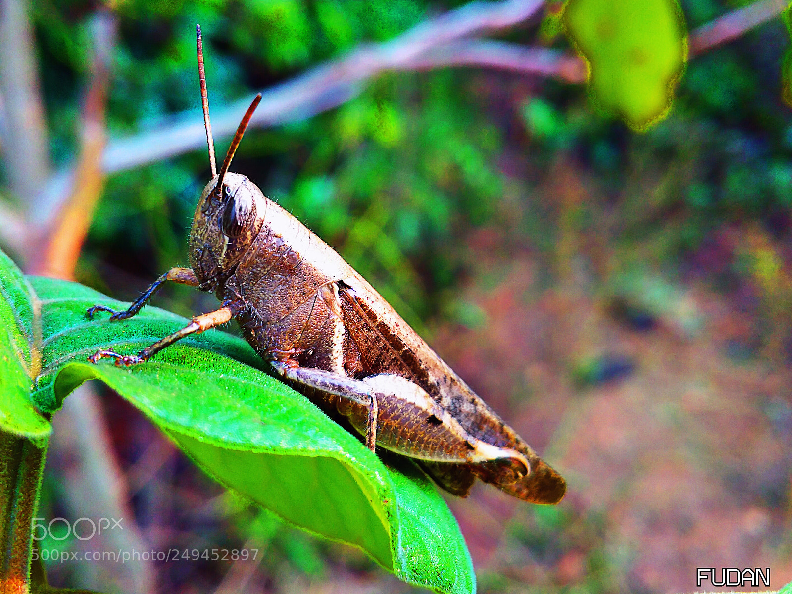 Xiaomi Redmi 4A sample photo. Untitled photography