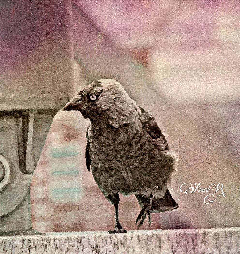 Nikon Coolpix B500 sample photo. Untitled photography
