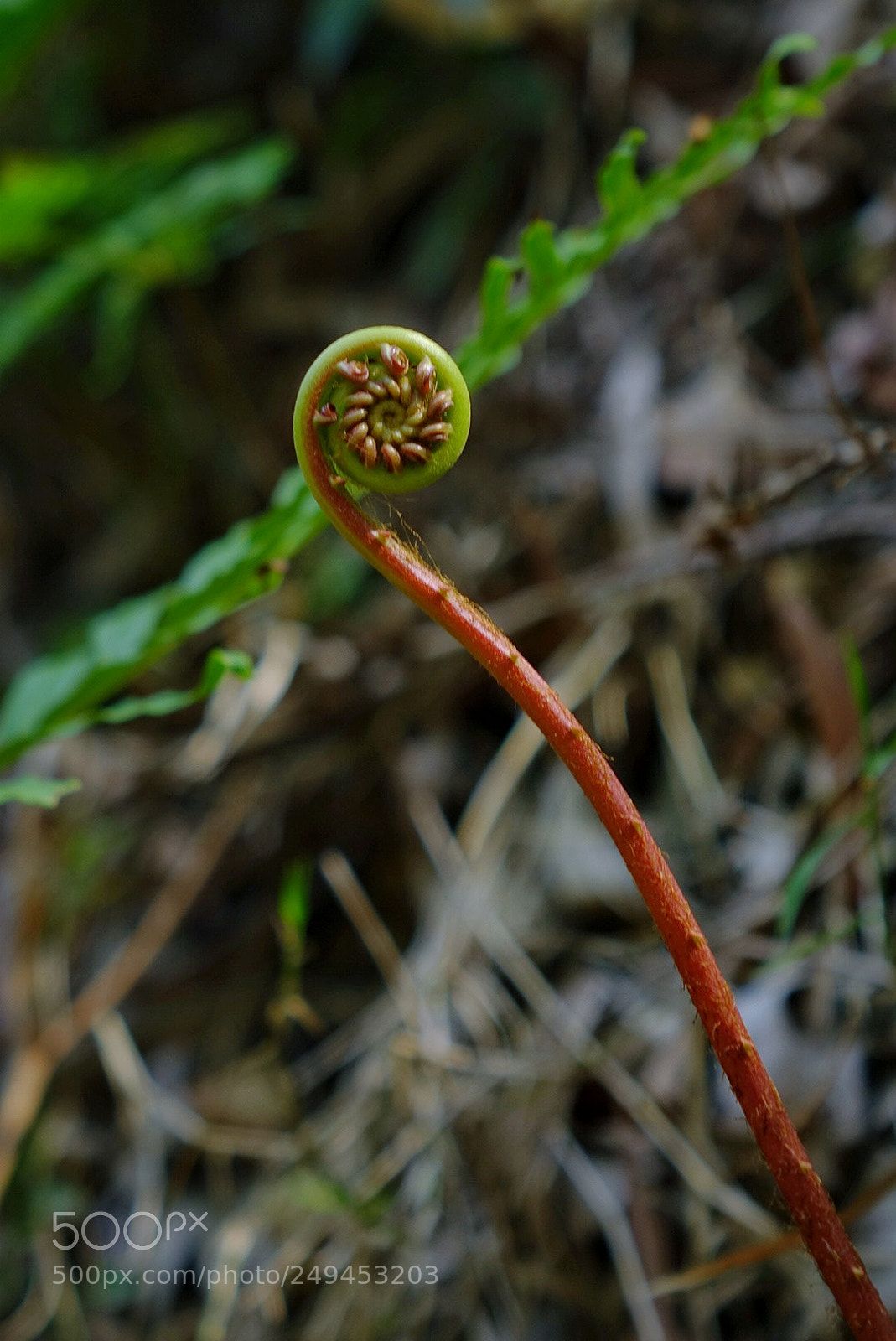 Sony Cyber-shot DSC-RX10 sample photo. Untitled photography