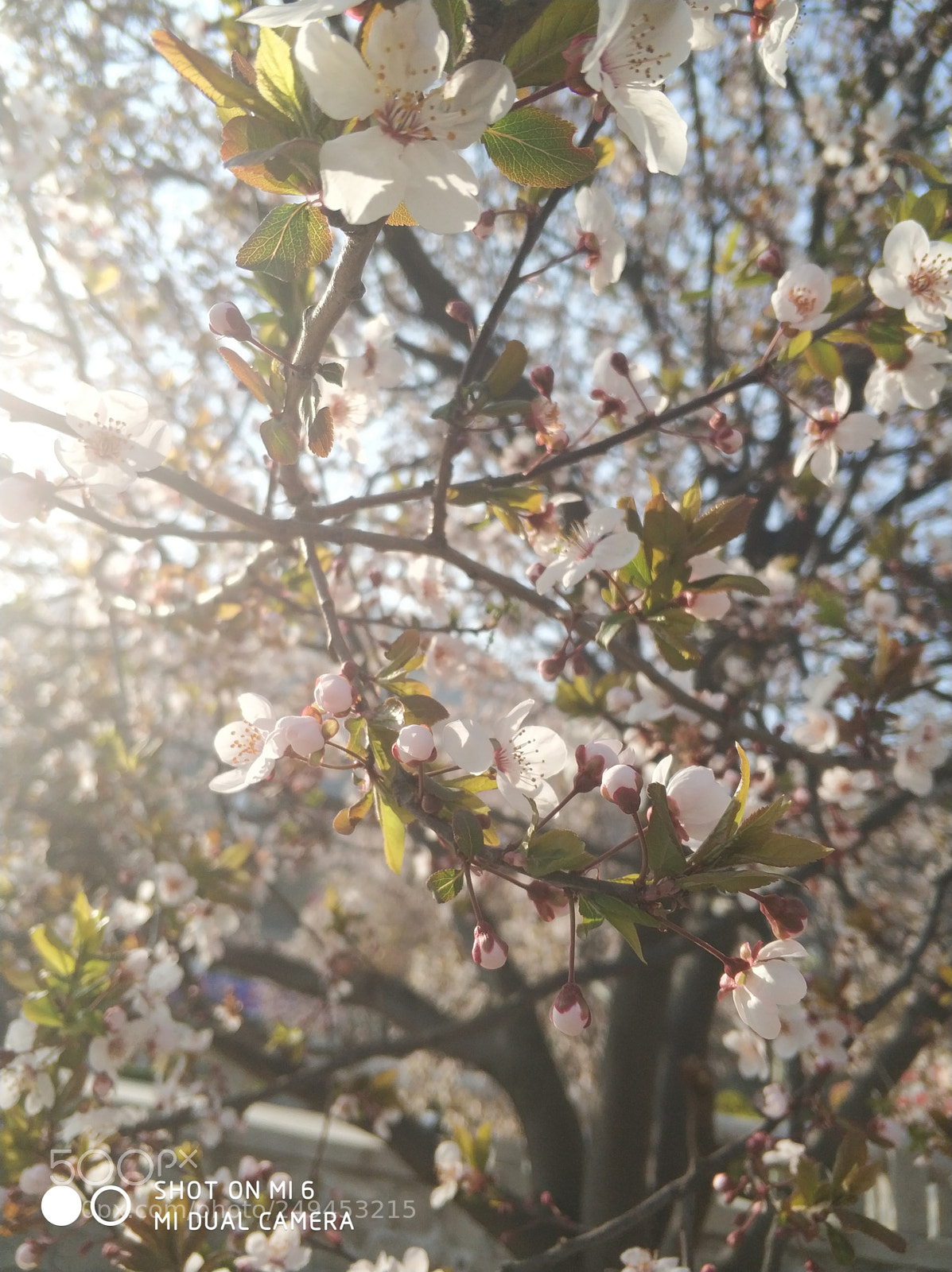 Xiaomi MI6 sample photo. 花 photography