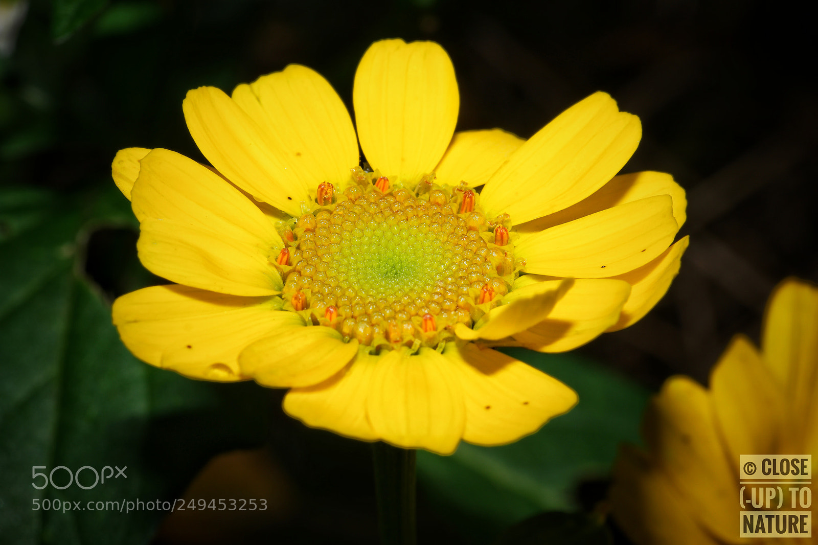 Samsung NX500 sample photo. Anacycle radié photography