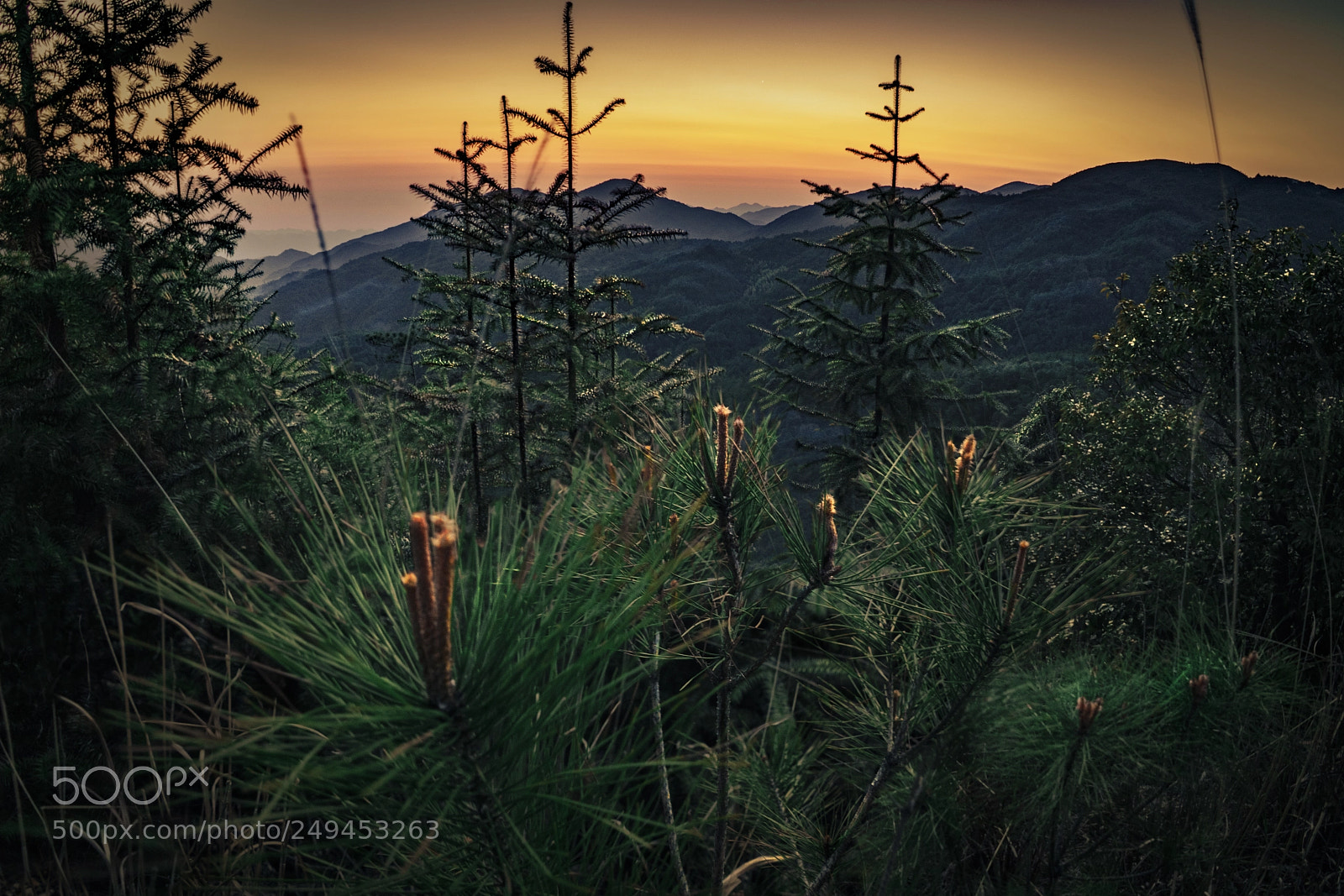 Sony a7R II sample photo. Pinus green photography