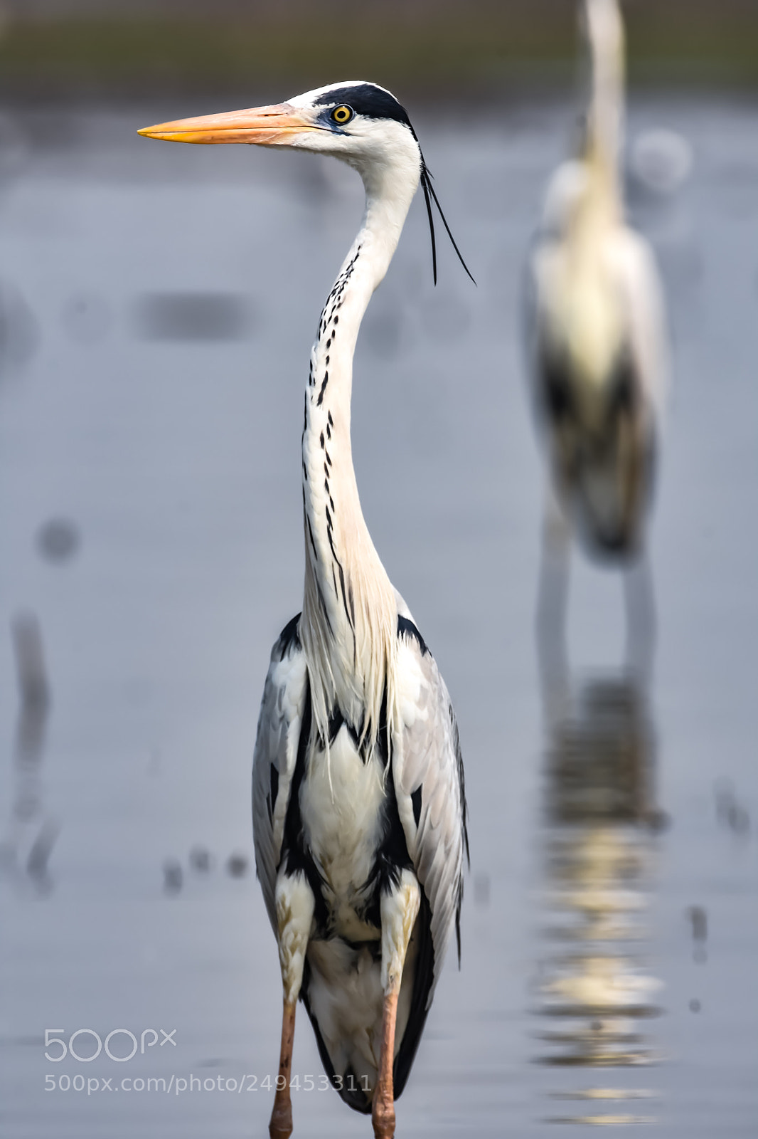 Nikon D7200 sample photo. The great grey heron photography